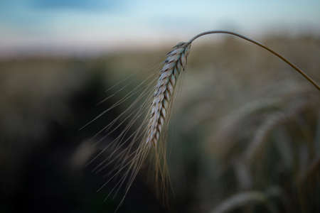 Close up of spike of ripe barley crop in golden field in summer timeの写真素材