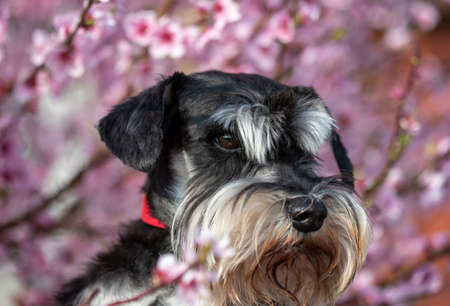 Cute miniature schnauzer with pink blooming tree in backgroundの写真素材