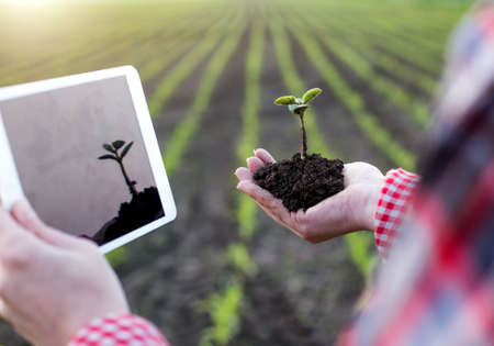 Farmer holding soybean sprout with root and tablet in field and researching plant growthの写真素材