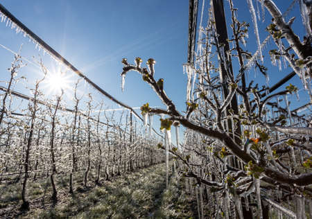 Fruit trees with buds covered with ice. Modern plant protection in orchard from frost by sprayingの写真素材