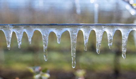 Close up of icicles on strings in garden on cold winter dayの写真素材