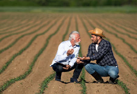 Men crouching in corn field talking showing. Farmer and businessman explaining pointing worried.の写真素材