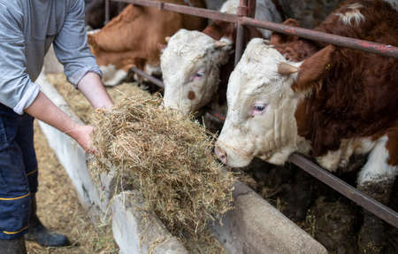 Farmer feeding young Simmental cattle with hay on dairy farm.の写真素材