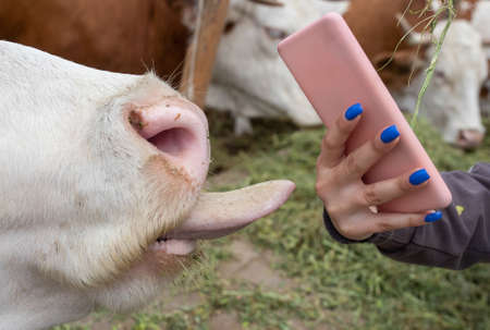 Girl holding mobile phone beside cow while cattle licking her hand