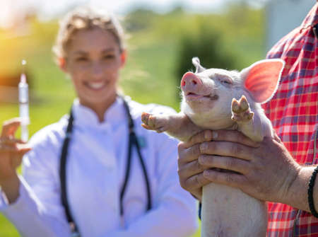 Young veterinarian standing in background holding syringe smiling. Farmer holding cute piglet in focus.の写真素材