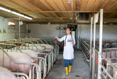 Young female doctor wearing lab coat walking on pig farm indoors. Vet using tablet to collect data...