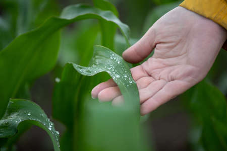 Female farmer hand holding corn plant's leaf with raindrops and checking crop qualityの写真素材