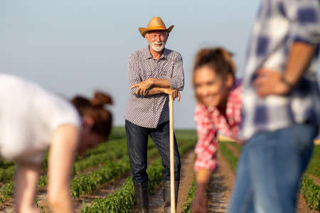 Three young farmers working in field in foreground. Senior farmer taking break leaning on gardening hoe wearing plaid shirt and straw hat in background.の写真素材
