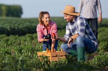 Young woman holding eggplant and man holding tomato. Farmers picking vegetables in field putting...