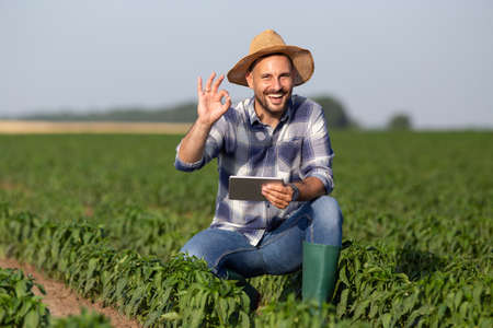 Young male agronomist crouching in vegetable field holding tablet. Attractive man smiling at camera showing okay sign.の写真素材