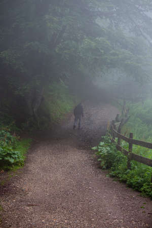 Rear view of man walking up the hill in forest on mountains at foggy dayの写真素材