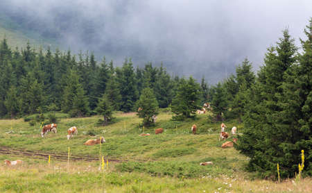 Group of simmental cows grazing on meadow in front of evergreen forest on Balkan mountains in Serbia...