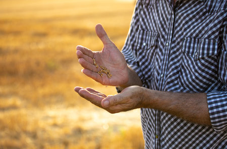 Close up of farmers hands holding wheat grains during harvest in field in summer timeの写真素材