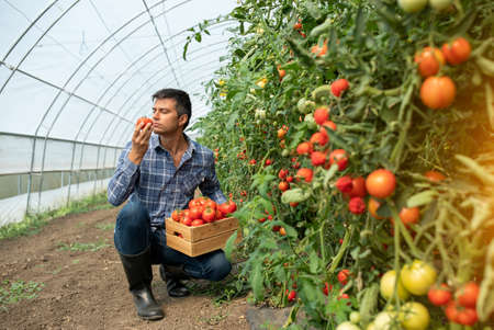 Male farmer working in greenhouse picking tomatoes. Agronomist crouching smelling product while holding wooden crate.の写真素材