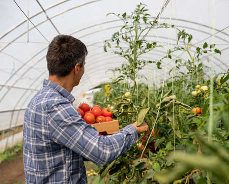Rear view of male farmer holding wooden crate and picking ripe tomatoes in greenhouse