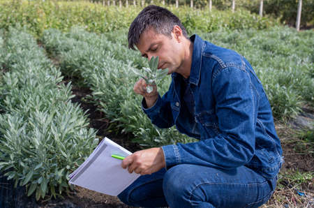 Attractive agronomist with note pad monitoring crops in field. Man crouching holding smelling sage branch.の写真素材