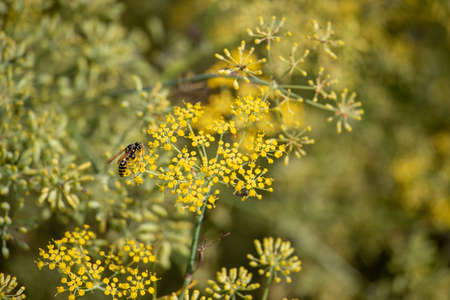 Close up of wasp standing on pimpinella anisum flowers in fieldの写真素材
