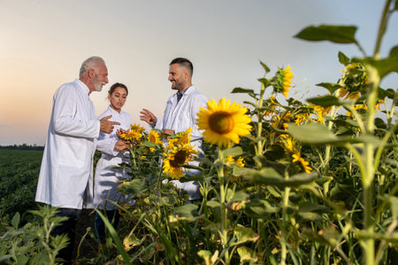 An elderly agronomist wearing white coat pointing explaining. Two young biologists listnening monitoring standing in sunflower field at sunset.の写真素材