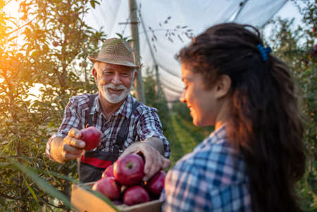 Two farmers father and daughter harvesting red apples in orchard in early autumnの写真素材