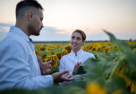 Young female biologist using tablet listening. Male agronomist talking explaining stanging in sunflower field.の写真素材