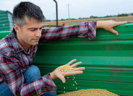 Attractive agronomist crouching in trailer smiling looking at camera. Handsome man showing crops harvested soy beans.の写真素材
