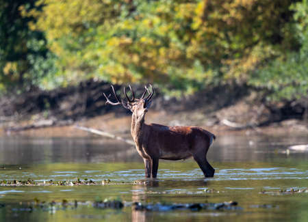 Red deer (cervus elaphus) standing in shallow water and roaring in forest in mating season in late summer. Wildlife in natural habitatの写真素材