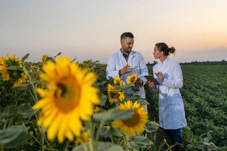 Young female scientist holding tablet listening looking to side. Male expert wearing white lab coat explaining. Two agronomists standing outdoors in field with sunflower in front.の写真素材