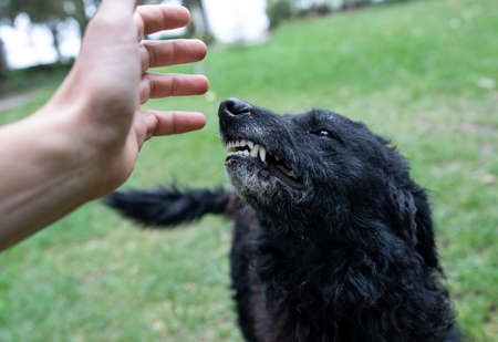 Close up of insecured dog showing teeth to stranger who approaching with hand to animalの写真素材