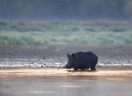Wild boar (sus scrofa ferus) walking in shallow water on river coast in forest on foggy autumn...