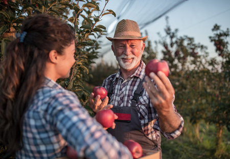 Two farmers father and daughter harvesting red apples in orchard in early autumn. Satisfied old man...