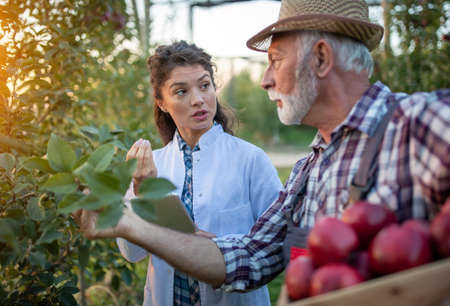 Old man farmer and young woman agronomist talking about apple quality in orchard during harvest