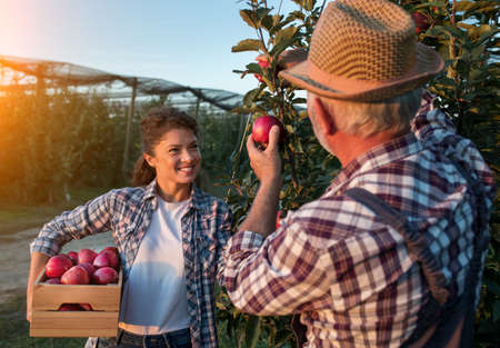 Two farmers father and daughter harvesting red apples in orchard in early autumnの写真素材