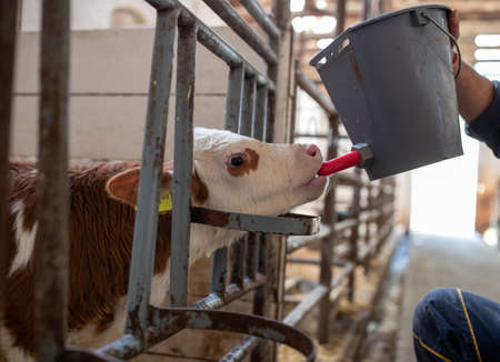 Farmer feeding baby animal simmental calf with milk from bucket with pacifierの写真素材