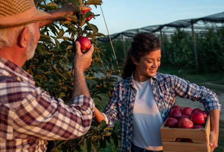 Two farmers father and daughter harvesting red apples in orchard in early autumn