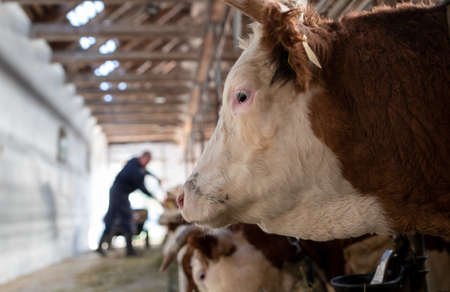 Farmer cleaning cattle stable while cows waiting for fresh feed in barn