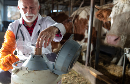 Veterinarian opening liquid nitrogen tank for artificial insemination with frozen semen for cowsの写真素材