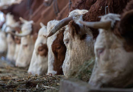 Simmental cows eating lucerne and hay in stable