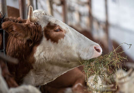 Portrait of simmental cow eating lucerne and hay in stableの写真素材