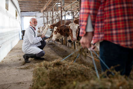 Senior veterinarian working on laptop while farmer bringing bale for cattle in cowshedの写真素材