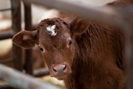 Portrait of cute simmental calf in stable, looking at camera, making eye contactの写真素材