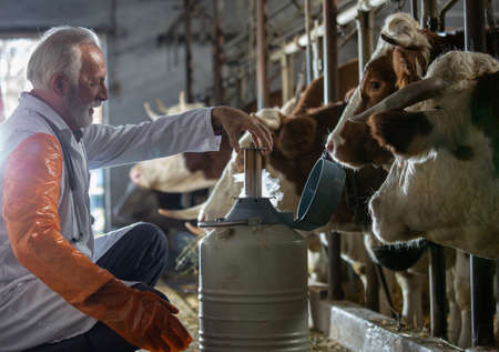 Profile view of senior veterinarian about to perform an artificial insemination of cows in a dairy...