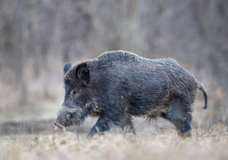 Wild boar (sus scrofa ferus) walking in forest in winter on cold day. Wildlife in natural habitatの写真素材