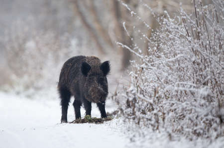 Adult wild boar (sus scrofa ferus) standing on snow and looking at camera. Wildlife in natural habitatの写真素材