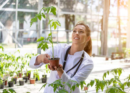 Female scientist researching crop protection in greenhouse. Young agronomist monitoring holding flower pot with tomato plant.の写真素材