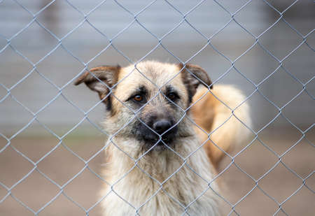 Cute abandoned dog standing behind bars in asylum for vagabond houndsの写真素材