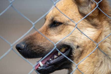 Cute abandoned dog standing behind bars in asylum for vagabond hounds
