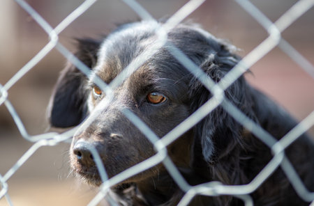 Cute abandoned dog standing behind bars in asylum for vagabond hounds