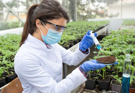 Young pretty woman agronomist applying chemicals into soil pile in petri dish in greenhouseの写真素材