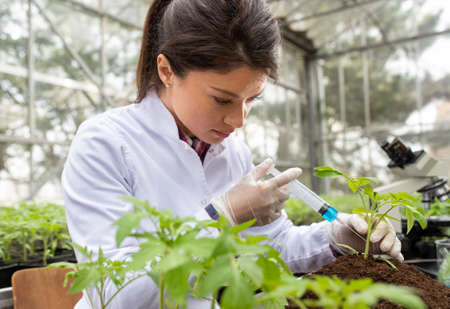 Young pretty woman agronomist applying chemicals to sprout  for plant protection research in greenhouseの写真素材