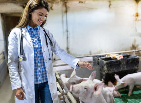 Young pretty woman veterinarian standing in front of piglets in pigpen